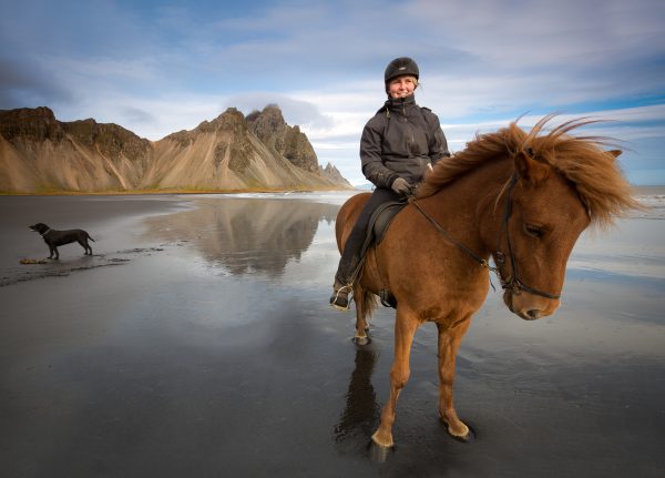 Icelandic horses
